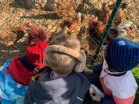 Quelle: Evangelische Kita Sonnenschein Kinder beobachten Hühner durch einen Zaun